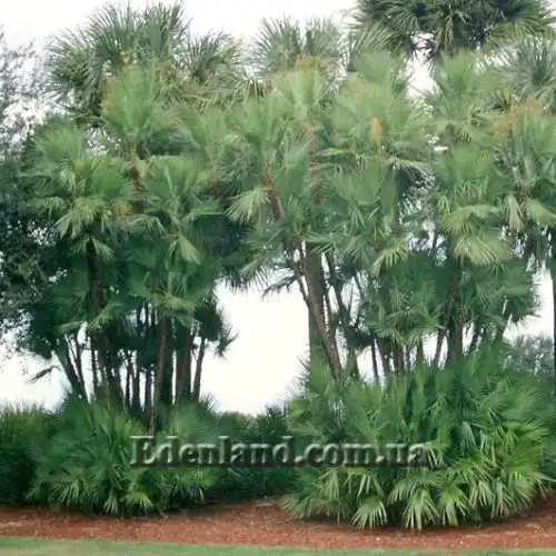 Зображення у природі