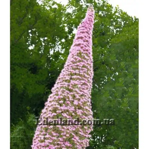 Зображення Ехіум Рожевий Фонтан - Echium Pink Fountain