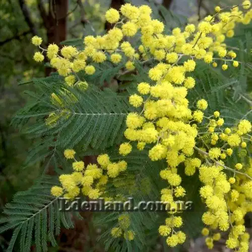 Изображение Акация беловатая (серебристая) - Acacia dealbata
