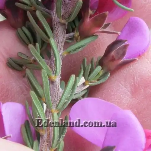 Зображення Гомфолобіум шорсткий - Gompholobium scabrum