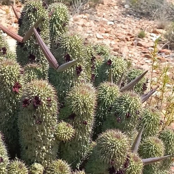 Зображення Худія волосконосна - Hoodia pilifera 
