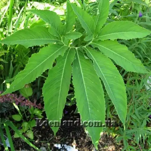 Зображення Сауроматум жилкуватий - Sauromatum venosum