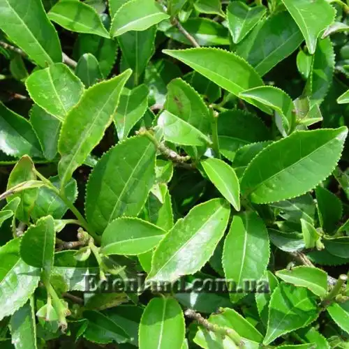 Зображення Камелія китайська, Чайний кущ - Camellia sinensis