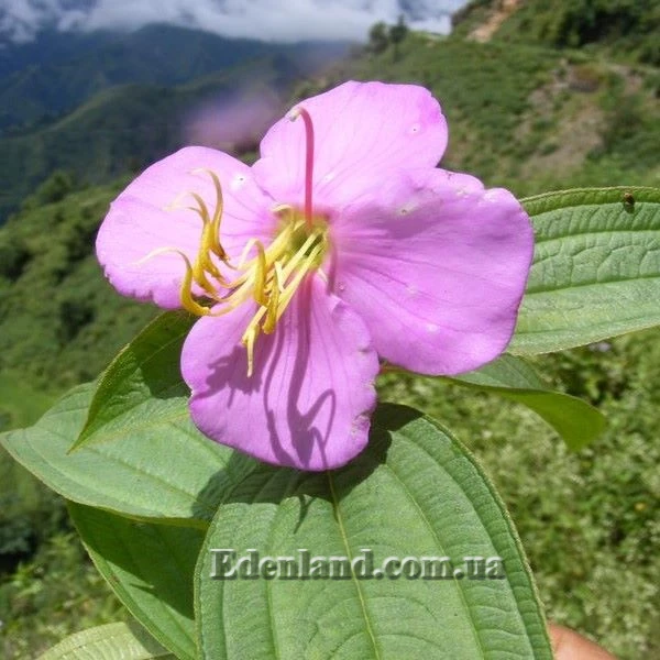 Изображение Осбекия звездчатая  - Osbeckia stellata