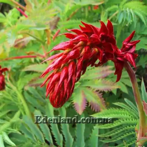 Зображення Меліантус великий - Melianthus major 