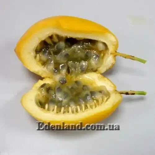 Изображение плод в разрезе