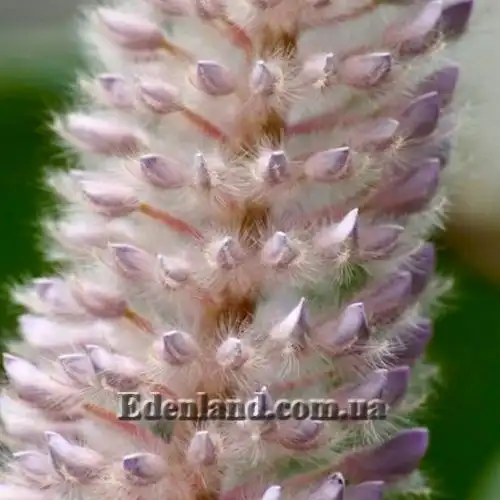 Изображение Урария волосатая - Uraria crinite