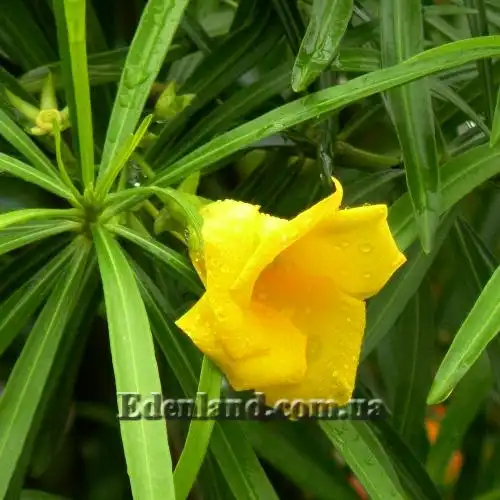 Изображение цветок