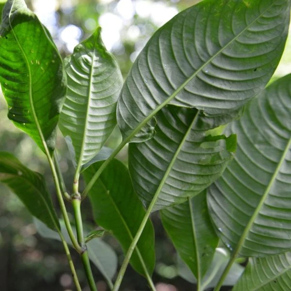 Зображення Палікурея Корреа - Palicourea correae  