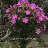 Изображение Орфиум кустарниковый - Orphium frutescens