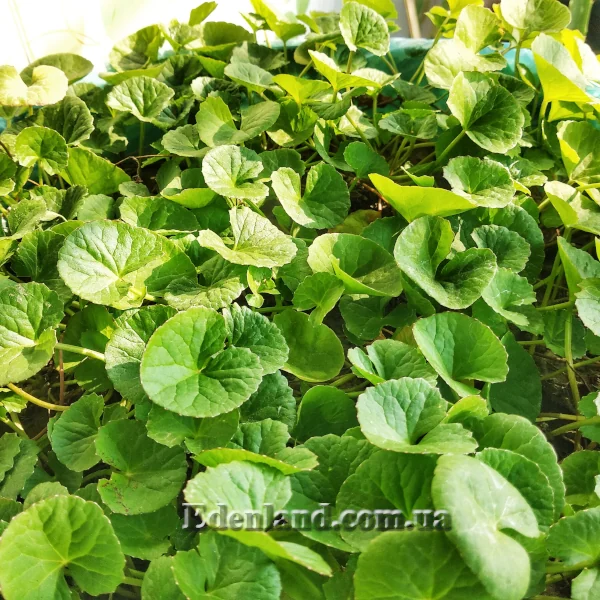 Центелла азіатська - Centella asiatica