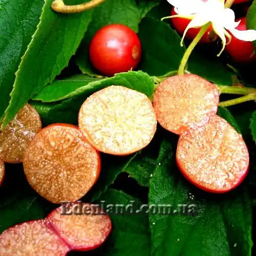 Изображение Мунтингия калабура - Muntingia calabura