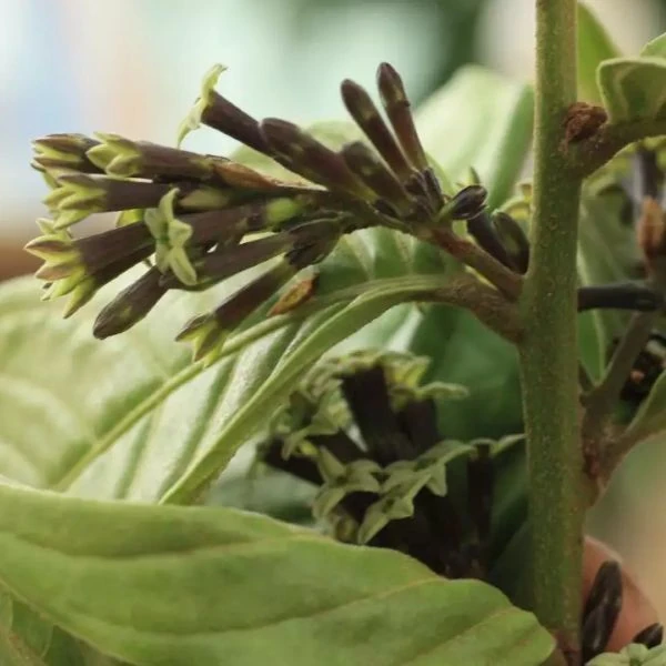 Зображення Цеструм повстяний - Cestrum tomentosum 
