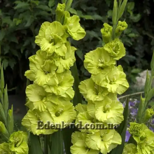 Зображення Green Star  