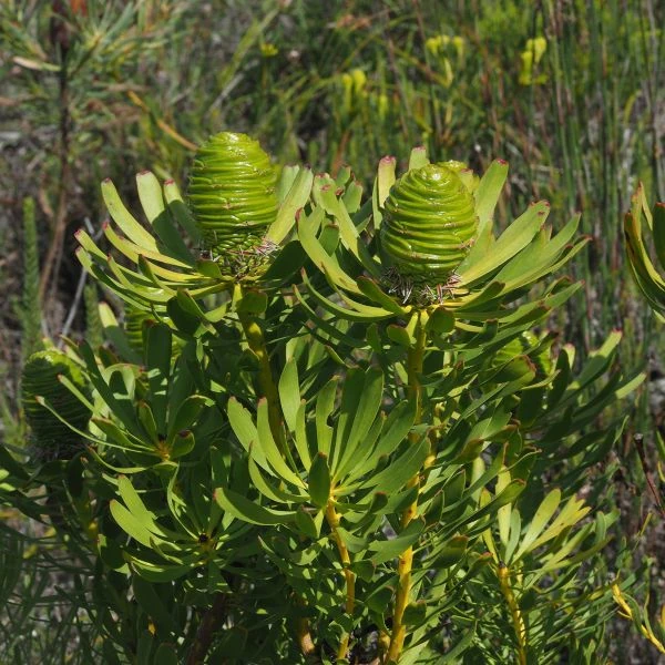 Изображение зеленые женские соцветия