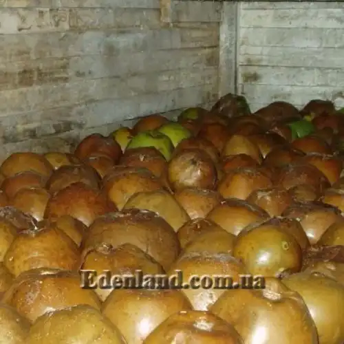 Изображение Бороджо Патиньо - Borojoa patinoi