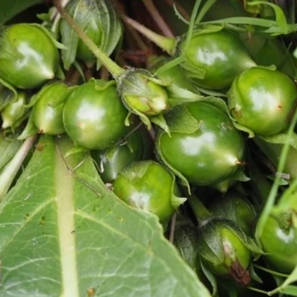 Изображение Мандрагора осенняя - Mandragora autumnalis 