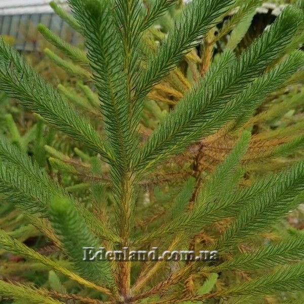 Изображение листья, ветки.