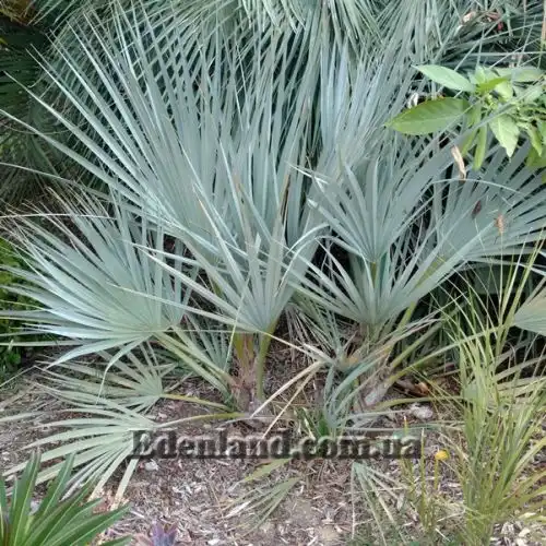 Изображение Наноропс Ритчи - Nannorrhops ritchiana