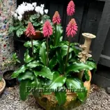 Изображение Вельтгеймия прицветниковая - Veltheimia bracteata