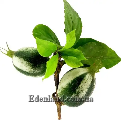 Изображение зеленые плоды