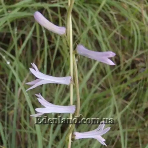 Изображение Цифия льнянковидная - Cyphia linarioides