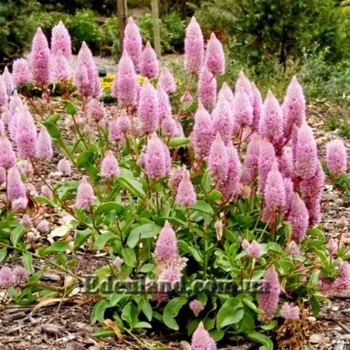 Изображение Птилотус возвышенный - Ptilotus exaltatus