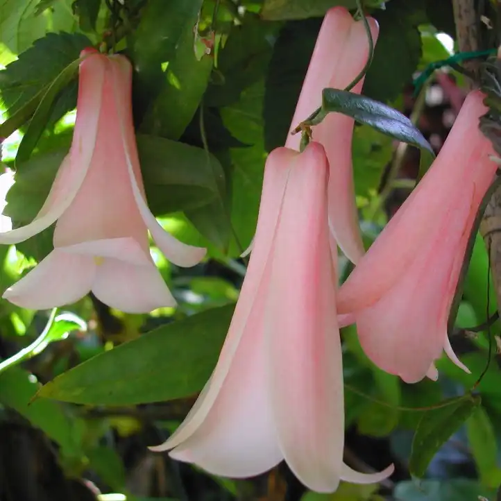 Изображение Лапажерия розовая  - Lapageria rosea