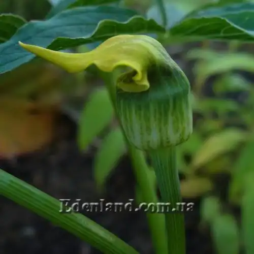 Зображення Арізема жовта - Arisaema flavum
