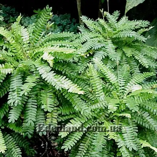 Изображение Биофитум чувствительный - Biophytum sensitivum