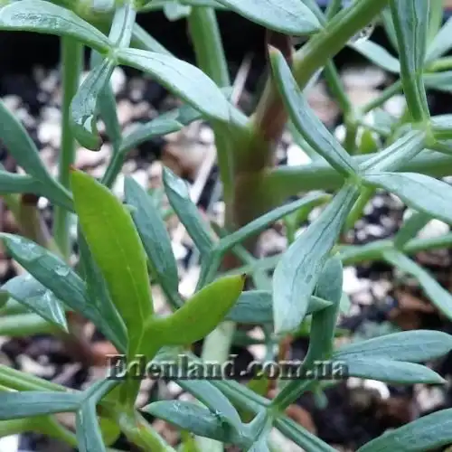 Зображення листя