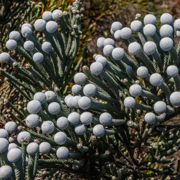 Изображение Бруния гладкая  - Brunia laevis