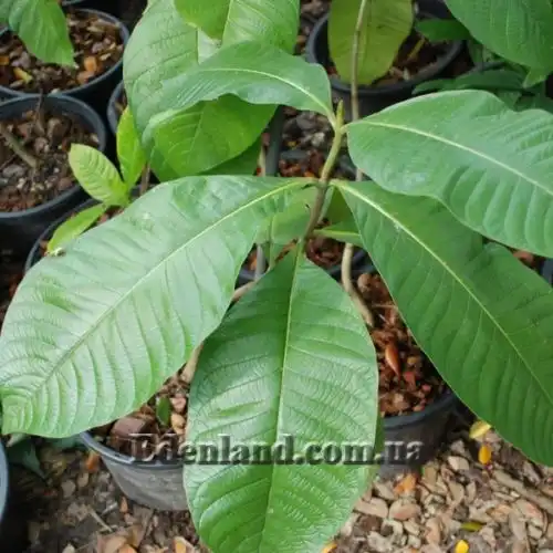 Изображение Гардения золотая - Gardenia sootepensis