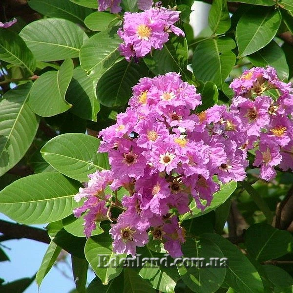 Изображение Лагерстремия красивая - Lagerstroemia speciosa