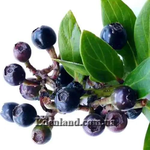 Изображение спелые плоды