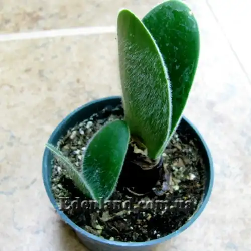 Изображение молодые растения