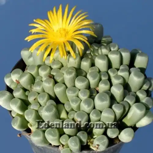 Изображение Фенестрария Булаволистная - Fenestraria rhopalophylla subsp. aurantiaca 