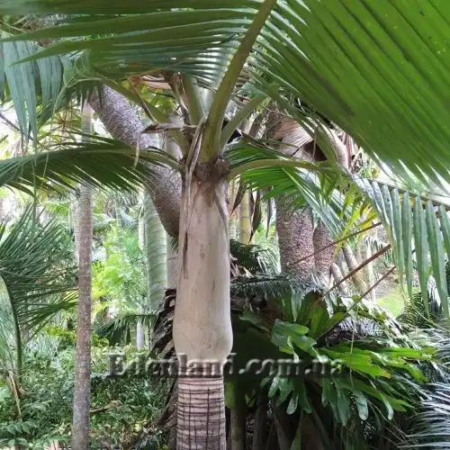 Изображение Диктиосперма белая разн. Соединенная - Dictyosperma album var. Conjugatum 