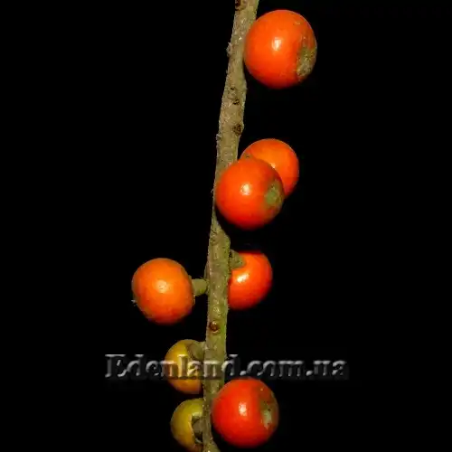 Изображение Ликуала Рамсея  - Licuala ramsayi