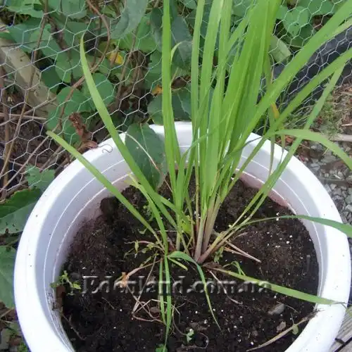 Изображение Цимбопогон извилистый - Cymbopogon flexuosus