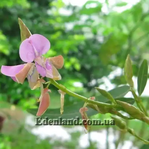 Зображення суцвіття