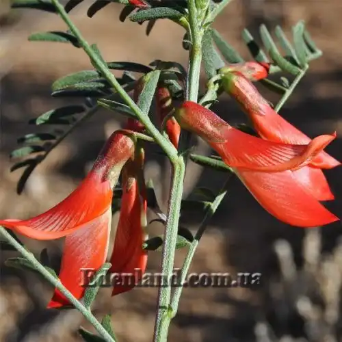 Изображение Сутерландия кустарниковая  - Sutherlandia frutescens