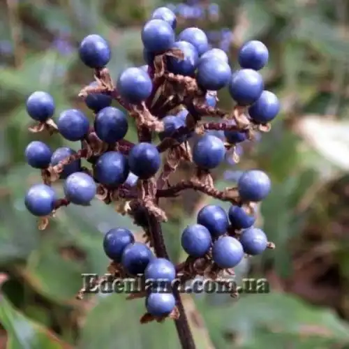 Зображення Полія Хасскарла - Pollia hasskarlii 