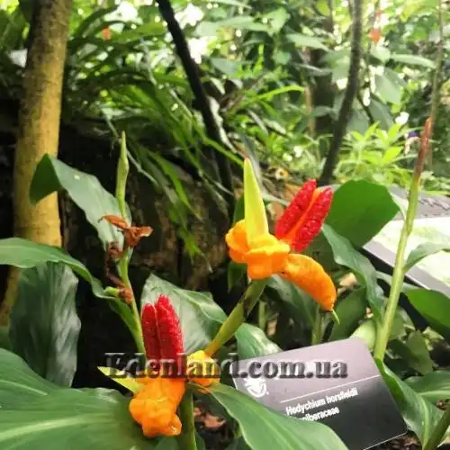 Изображение Гедихиум Хорсфильда - Hedychium horsfieldii