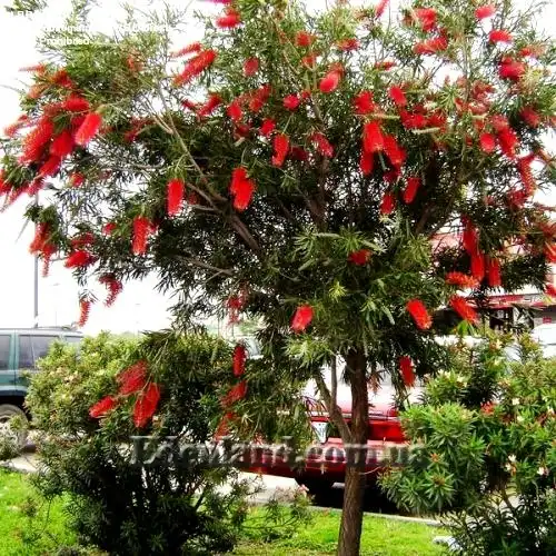 Изображение цветущее дерево