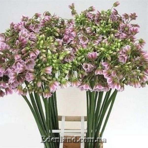 Зображення квіти на зріз