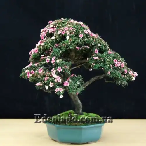 Изображение бонсай