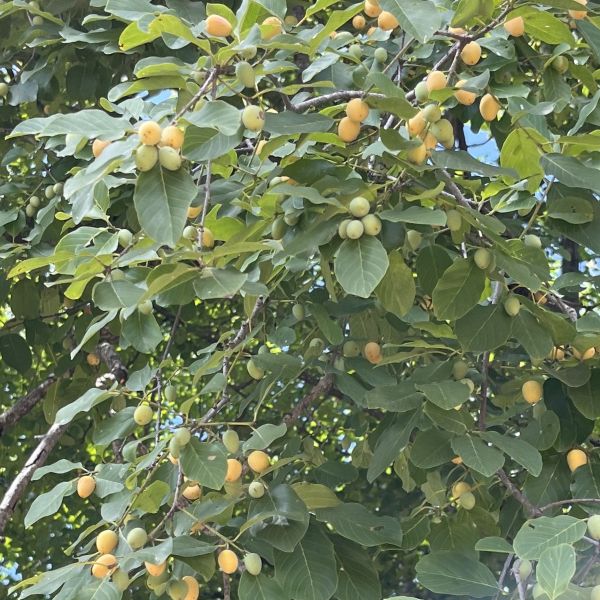 Изображение Берхемия двухцветная  - Berchemia discolor 