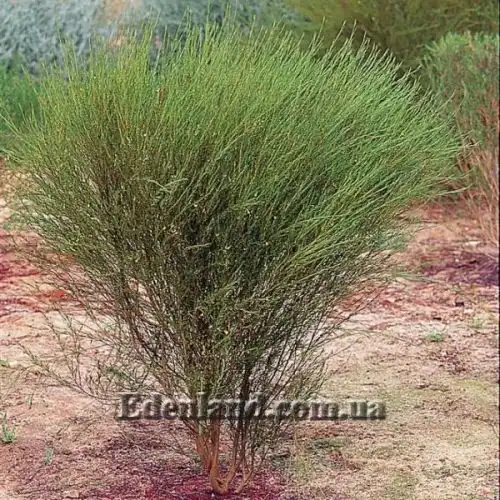 Изображение Аспалатус линейный - Aspalathus linearis