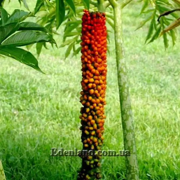 Изображение созревающие семена